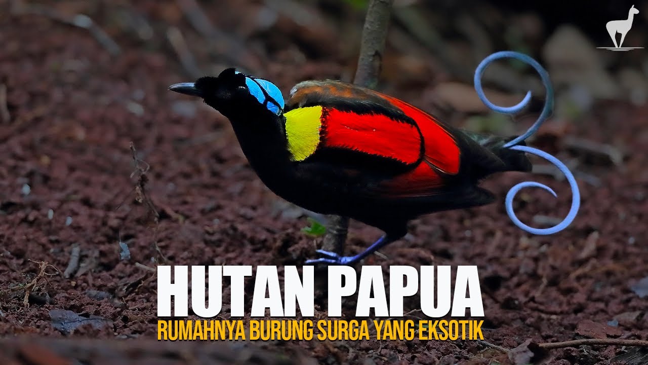 Hutan Papua: Rumah Burung Surga dan Fauna yang Eksotik