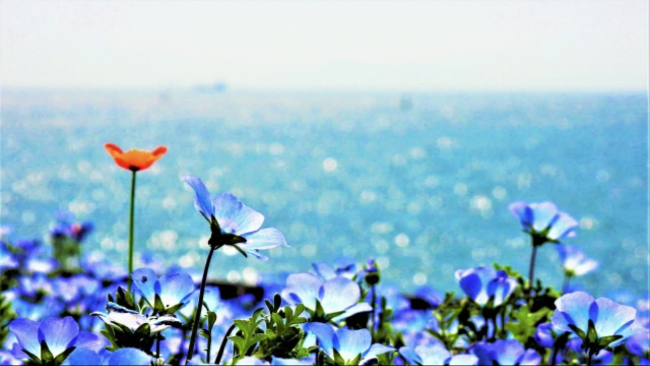 ベートーヴェン: ロマンス第1番 ト長調 Op. 40［ナクソス・クラシック・キュレーション #癒し］