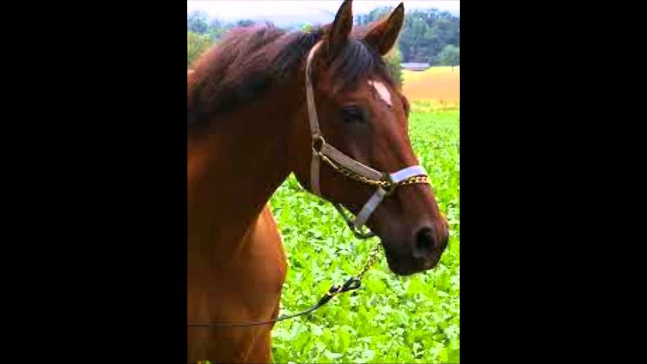 Das Mädchen was für's reiten starb!