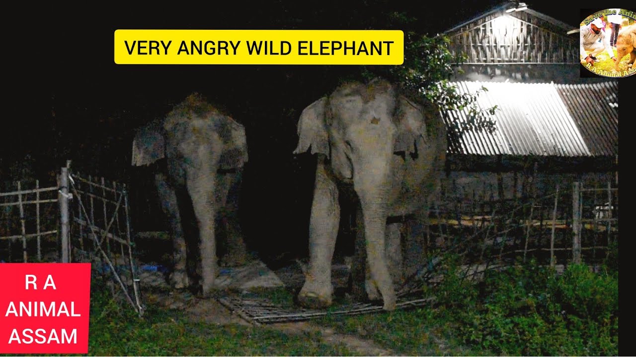 VERY ANGRY WILD ELEPHANT