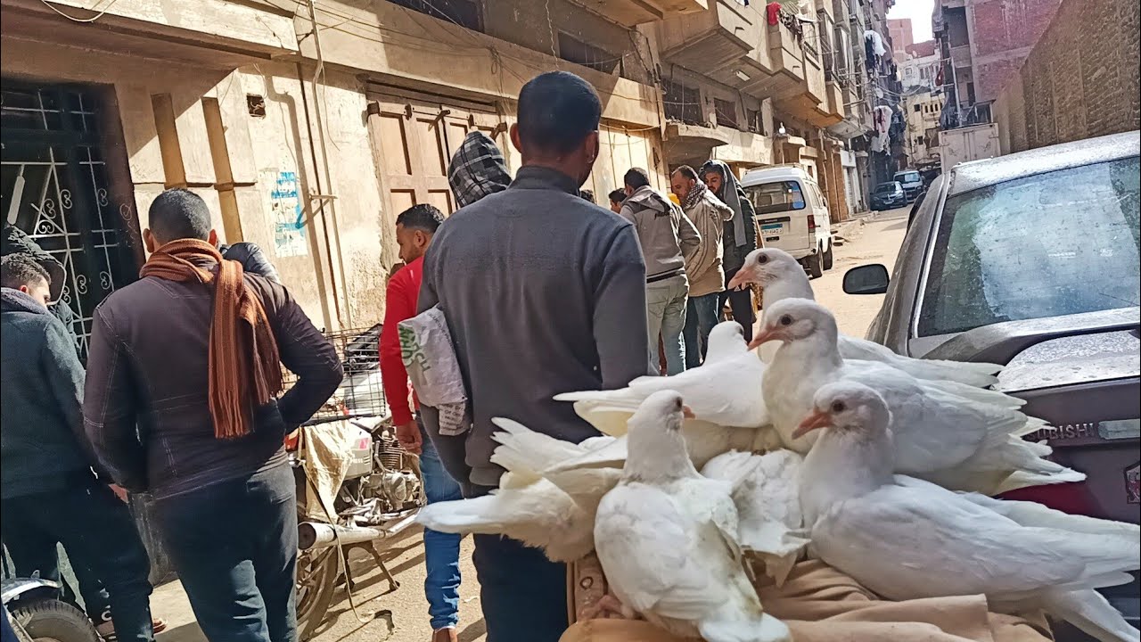 اسعار الزغاليل الدبيح 😱 و الحمام الروماني والقطاوي والكينج واللاحم في سوق المحله الكبرى بارقام