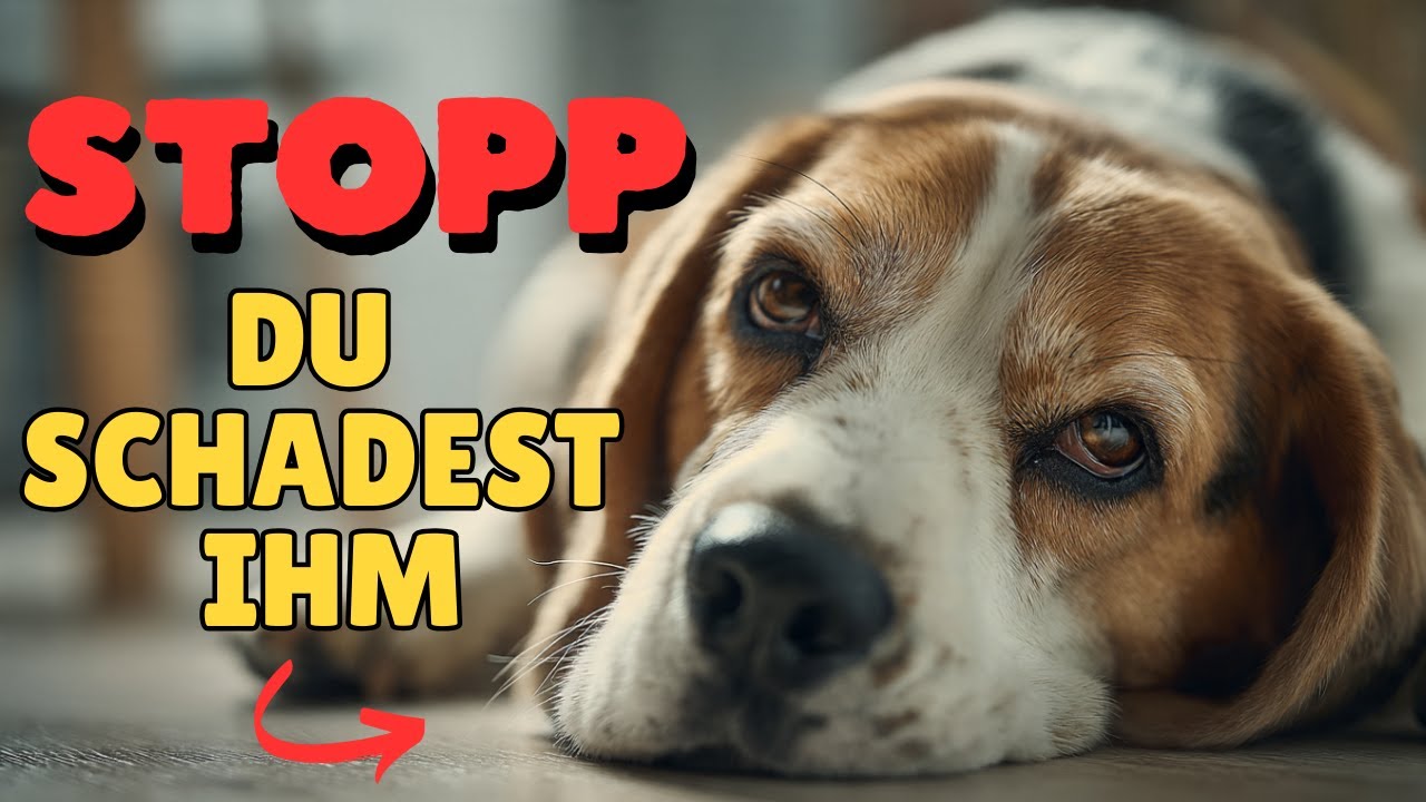 9 Fehler, die Deinen Hund unglücklich machen Wissenschaftlich belegt!