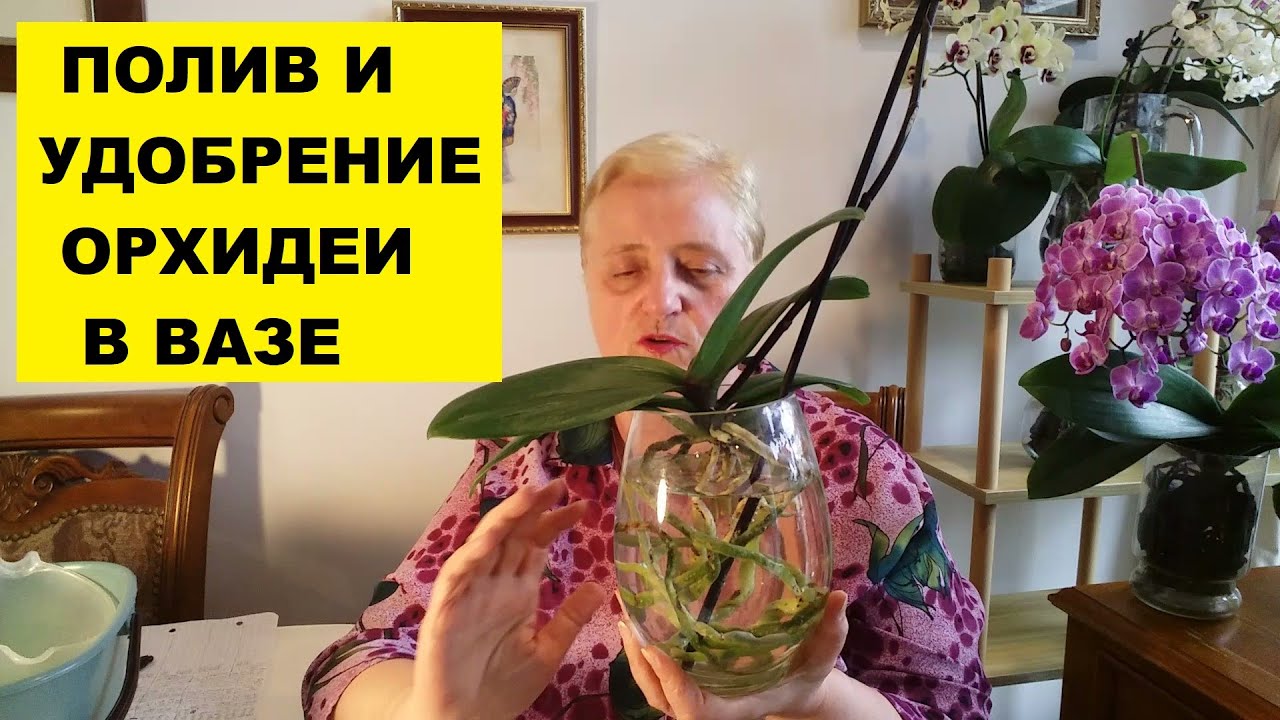 ПОЛИВ И УДОБРЕНИЕ ОРХИДЕИ ФАЛЕНОПСИС..ПЕРВЫЙ ПОЛИВ ПОСЛЕ ПЕРЕСАДКИ
