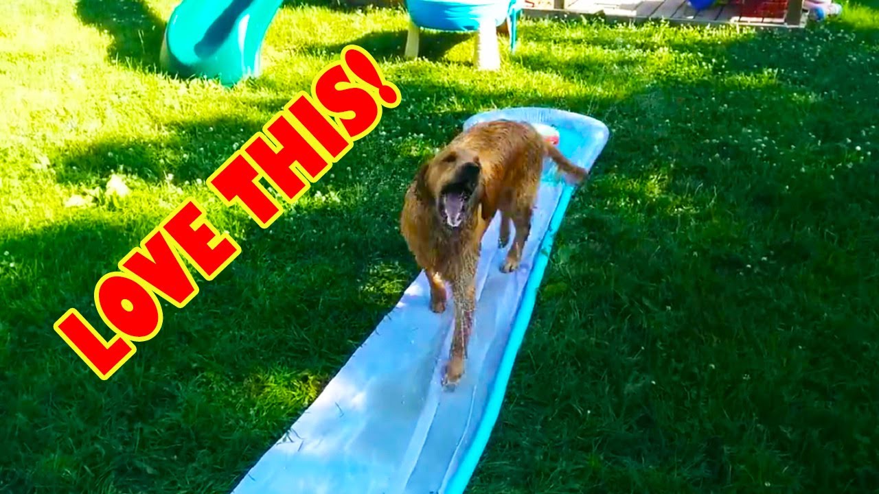 Dogs on Slip n' Slides