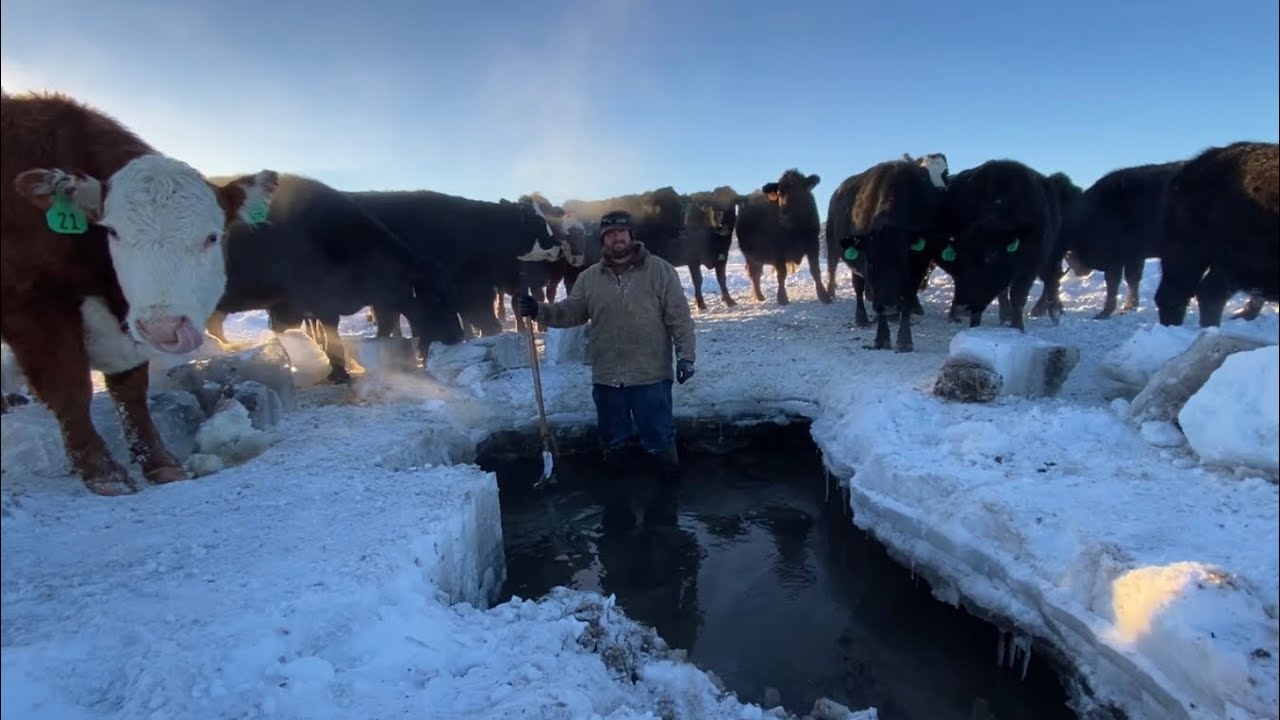 Young Rancher Vs Old Man Winter