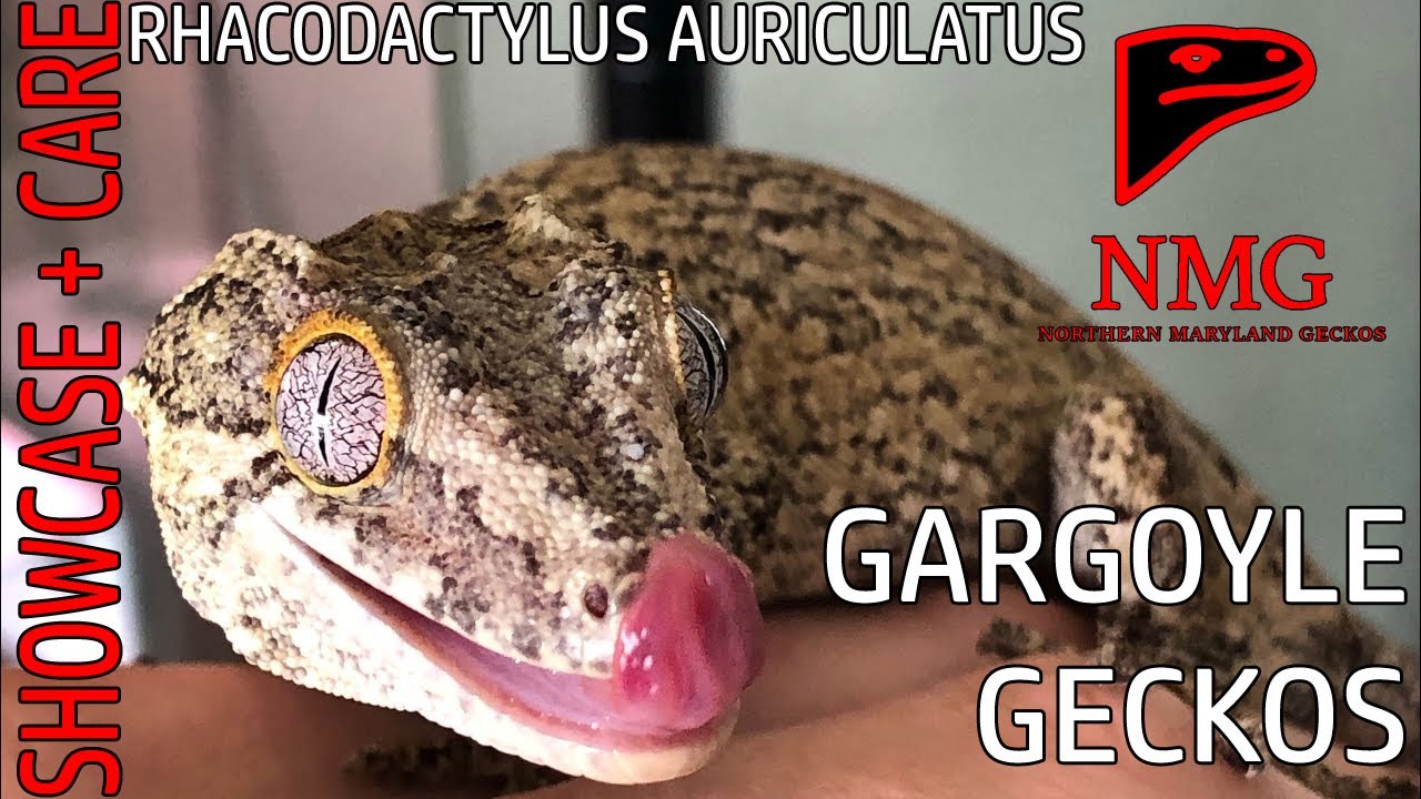 Gecko Showcase + Care: Gargoyle Geckos
