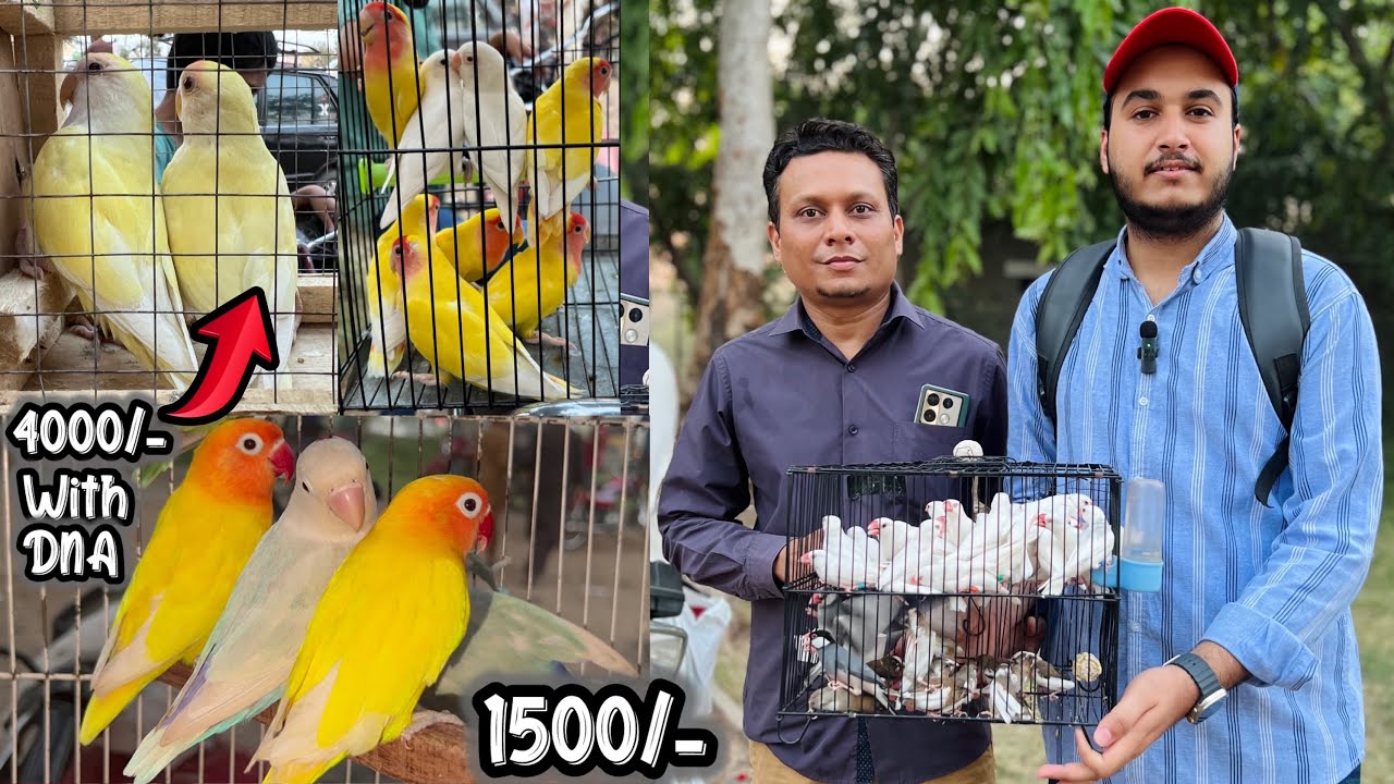 Sunday birds market || Khanna pull birds market Rawalpindi || Pakistan ki best birds market.