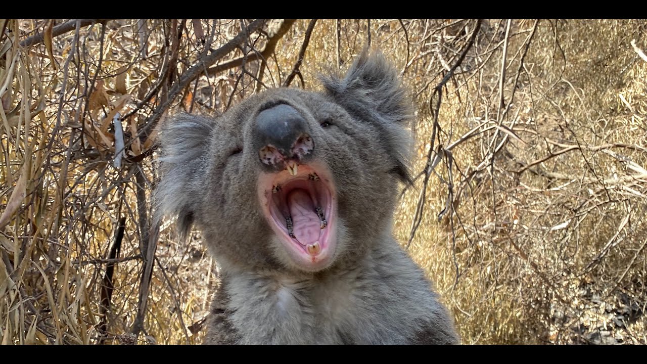 Koala Call