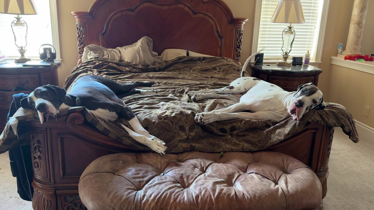 1 Funny Napping Great Danes' Excited Reaction To 