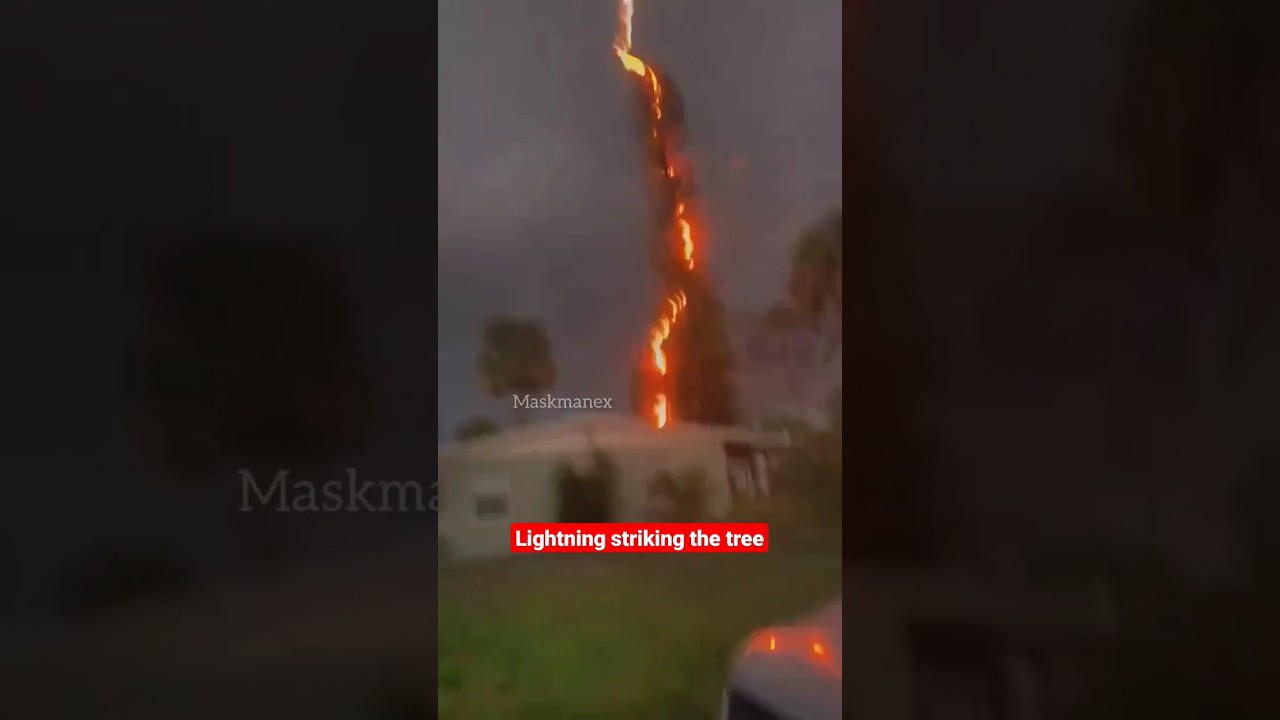 lightning striking the tree #shorts