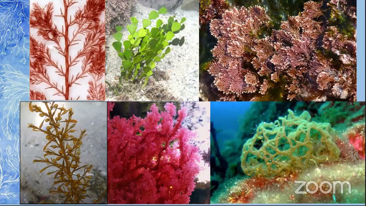 Las macroalgas parte importante de los ecosistemas acuáticos Dra. Norma Angélica López - BUCOM