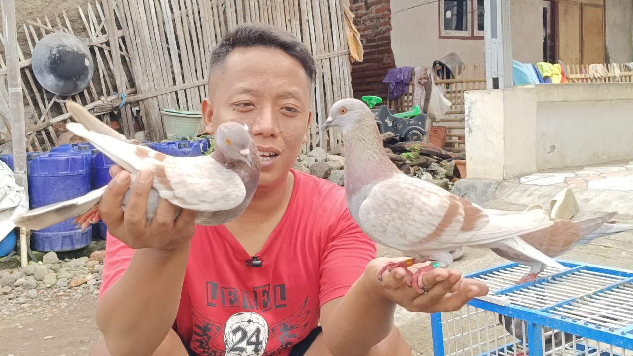 AWALNYA MERPATI INI SUSAH JODOH