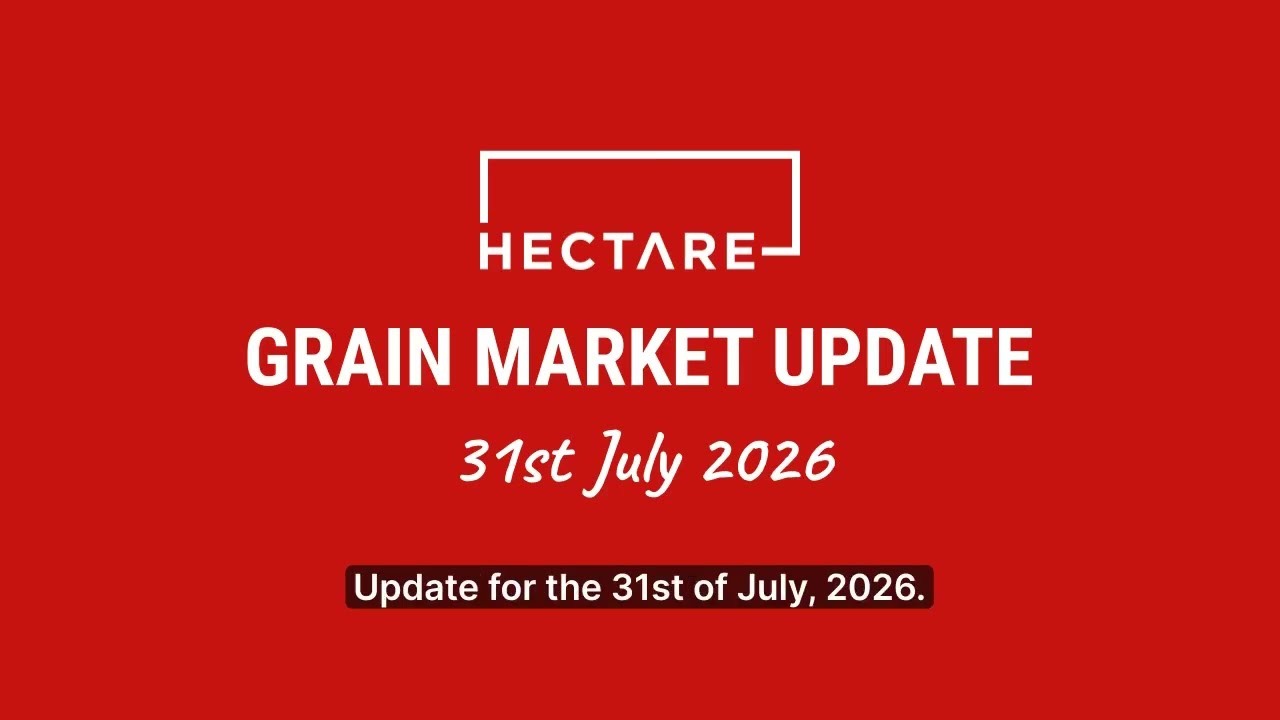 Grain Market Update (31 July 2026)