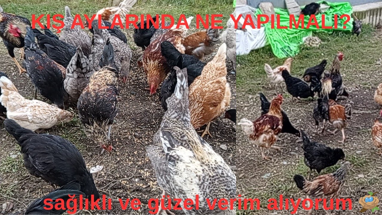 Kümeste Kışın doğru zamanlı proteyin "Verim nasıl alınır" kış rutini 🥚🥚🐓