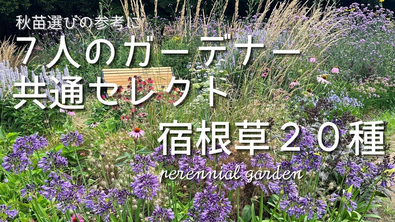 ガーデンで見て納得☘️プロ７人が共通して選んだ宿根草20種は美しくて元気いっぱいでした🌺