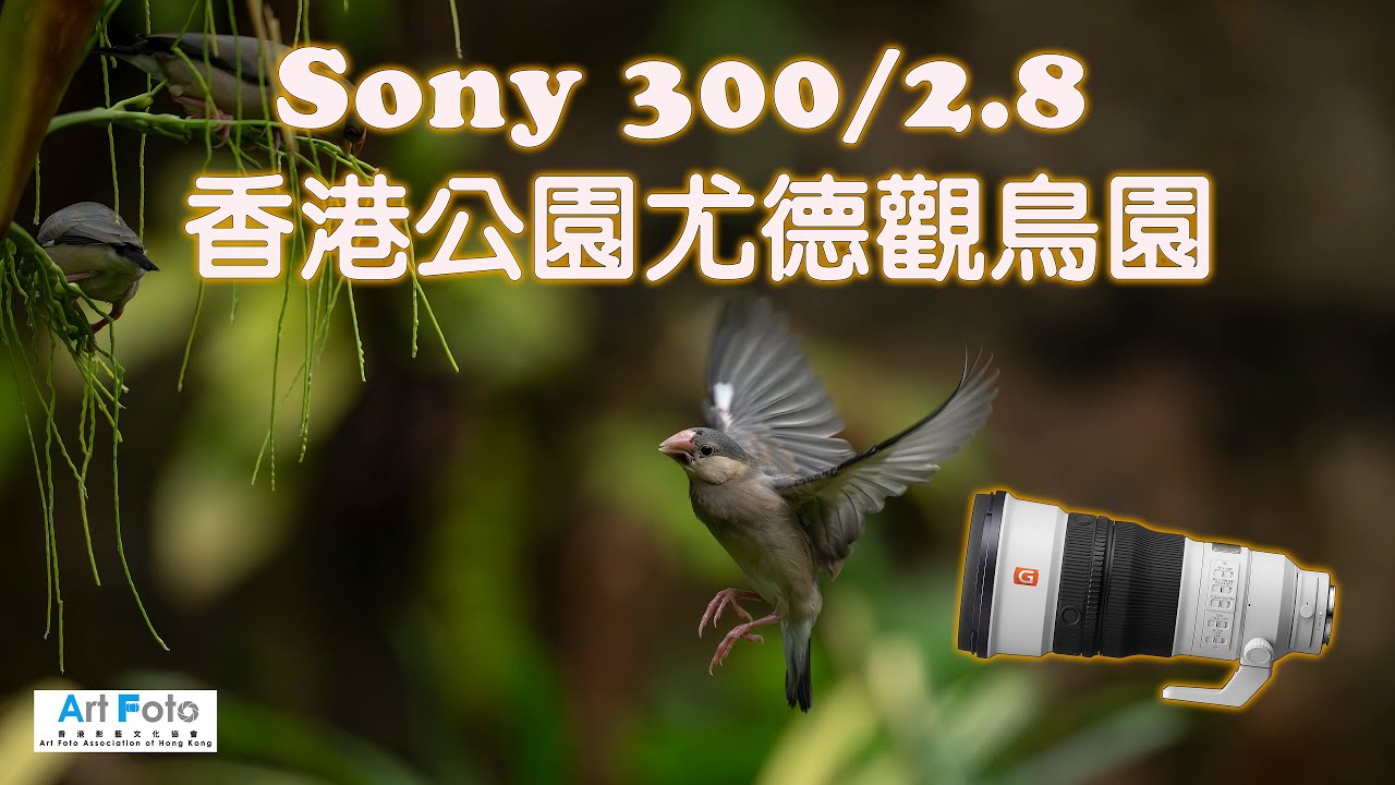 【攝影教學/器材速遞 #385】香港公園尤德觀鳥園 - 手持Sony 300/2.8 + 1.4X拍攝 (CC 中文字幕) - Alex Fung FRPS, GMPSA, EFIAP/p
