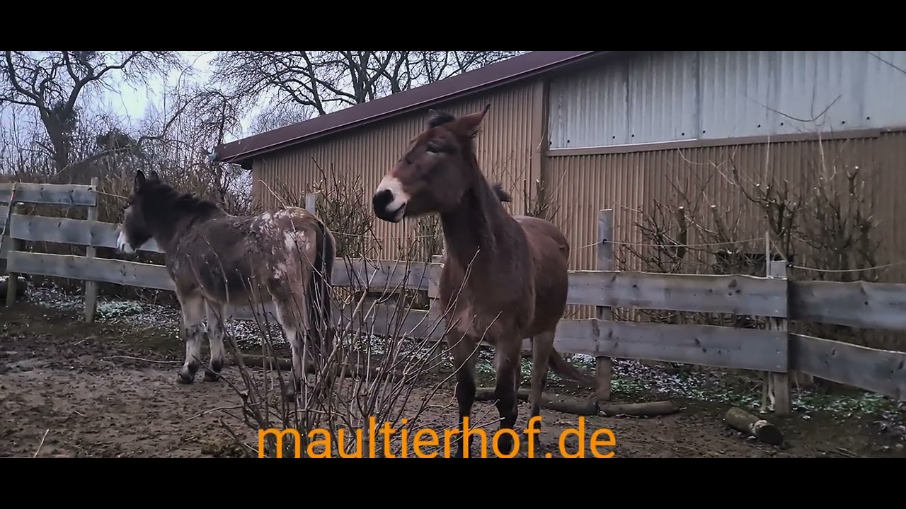 Maultierspiel