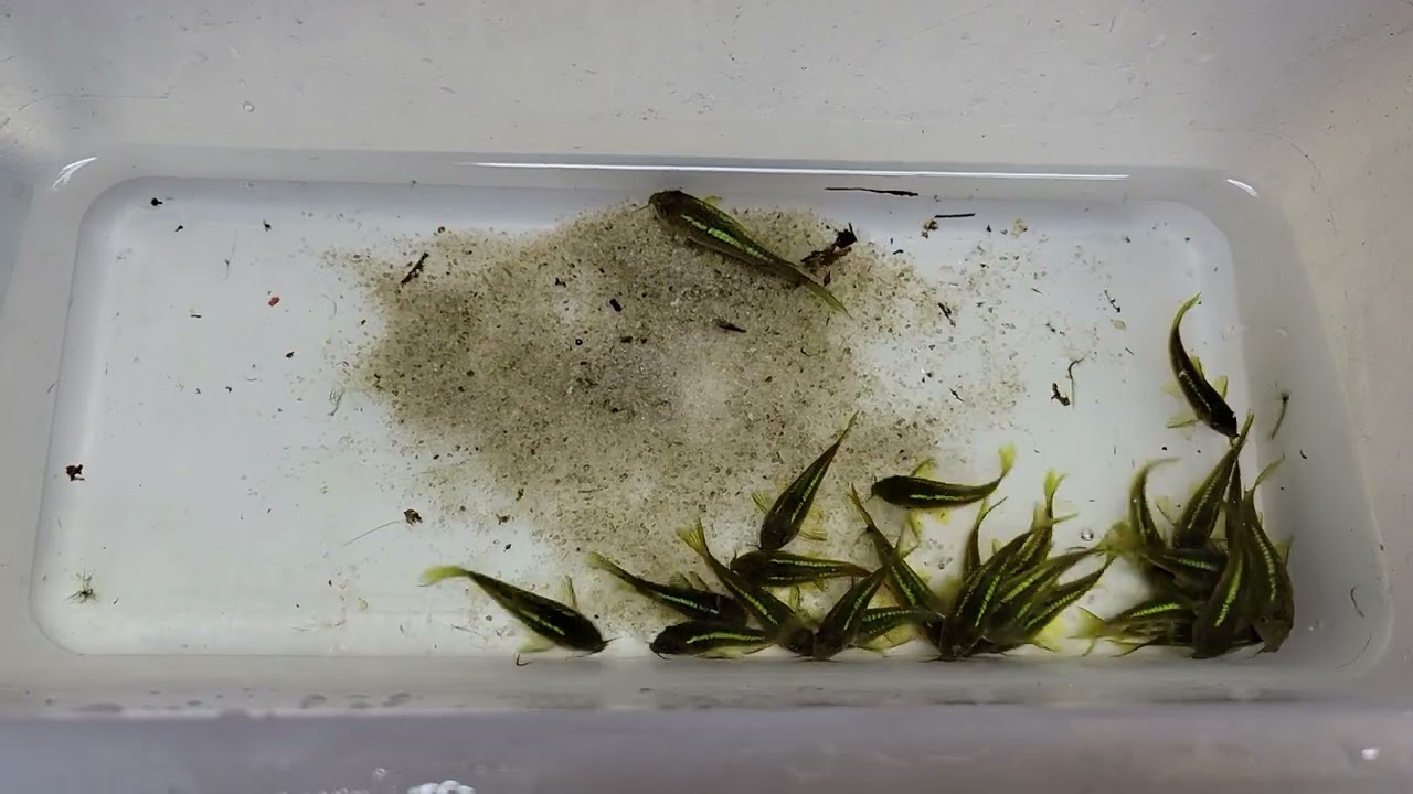 Moving a group of corydoras cw009 