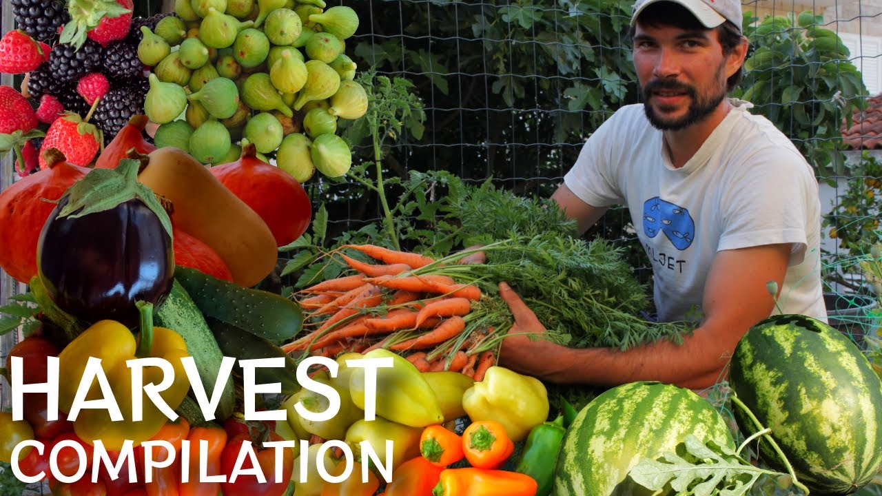 Garden Harvest Compilation | All Fruits and Vegetables we Grow in a Year