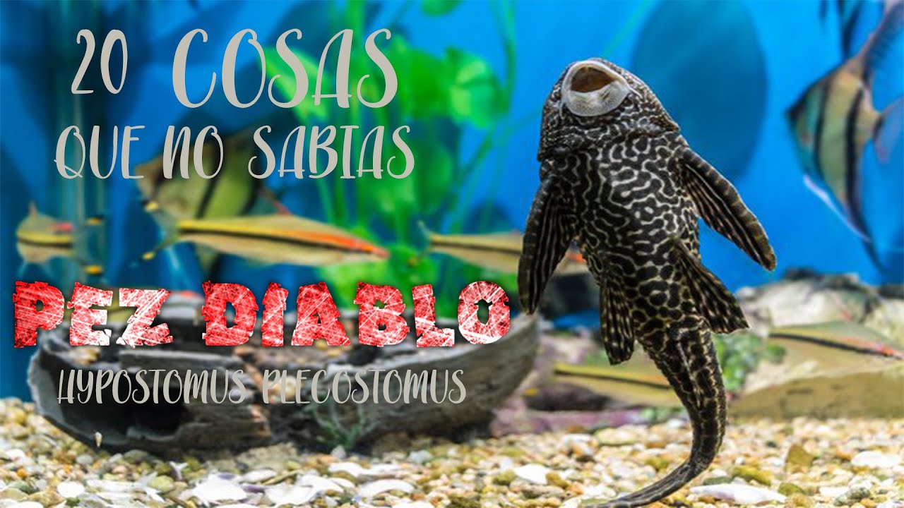 20 Cosas que no sabias del PEZ DIABLO (Plecostomus)
