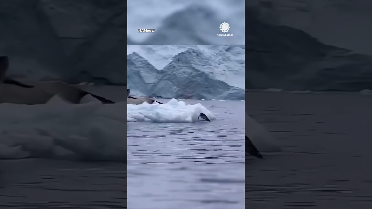 Penguin U-Turn to Escape a Seal