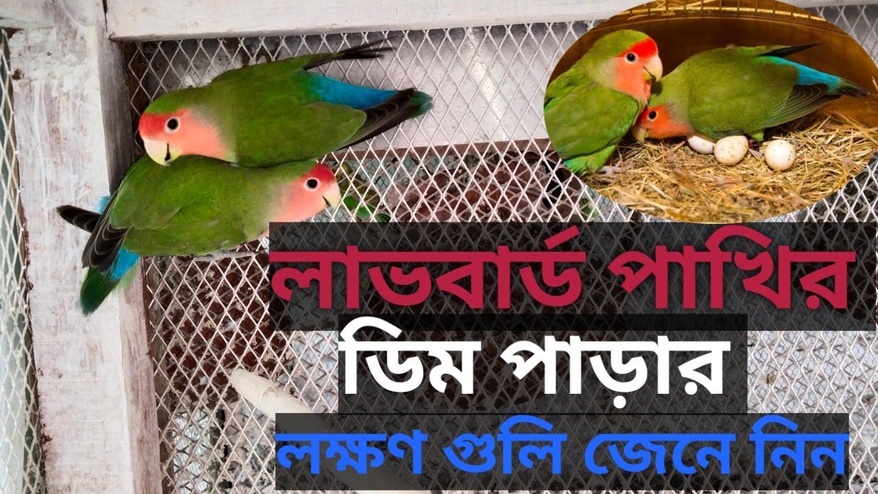 লাভবার্ড পাখির ডিম পাড়ার লক্ষণ গুলি কি কি জেনে নিন#youtubevideo #coktail #birds #viral