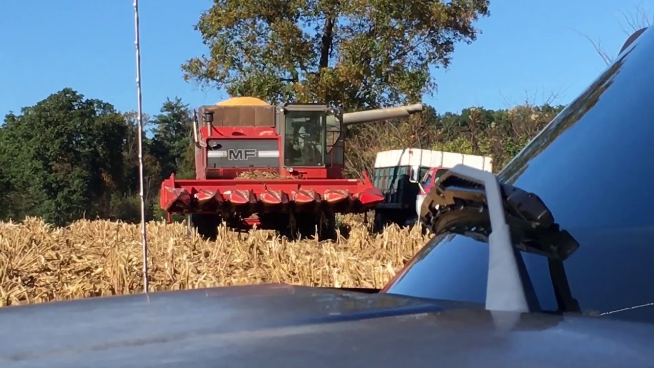 MF 850 Combine in corn