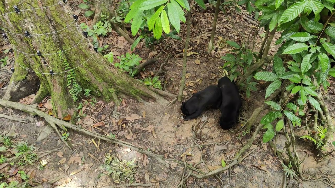 Bornean Sun Bear Conservation Centre (BSBCC)