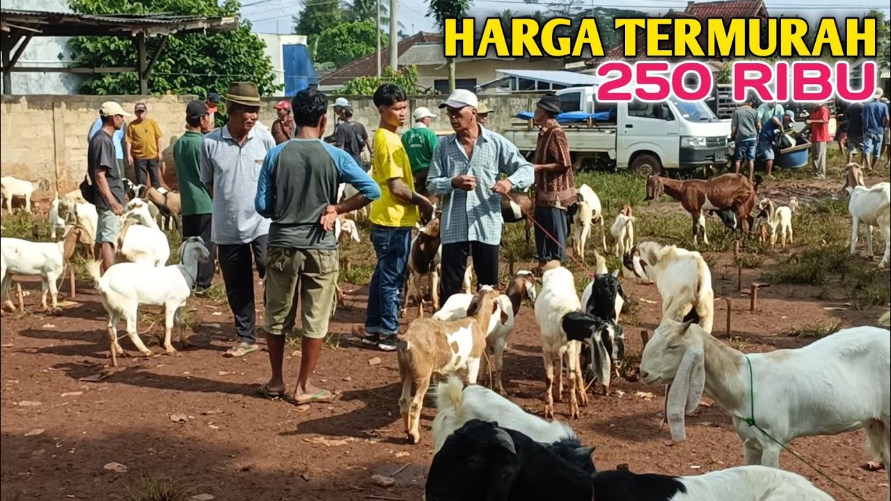 Harga Kambing Paling Murah Se INDONESIA