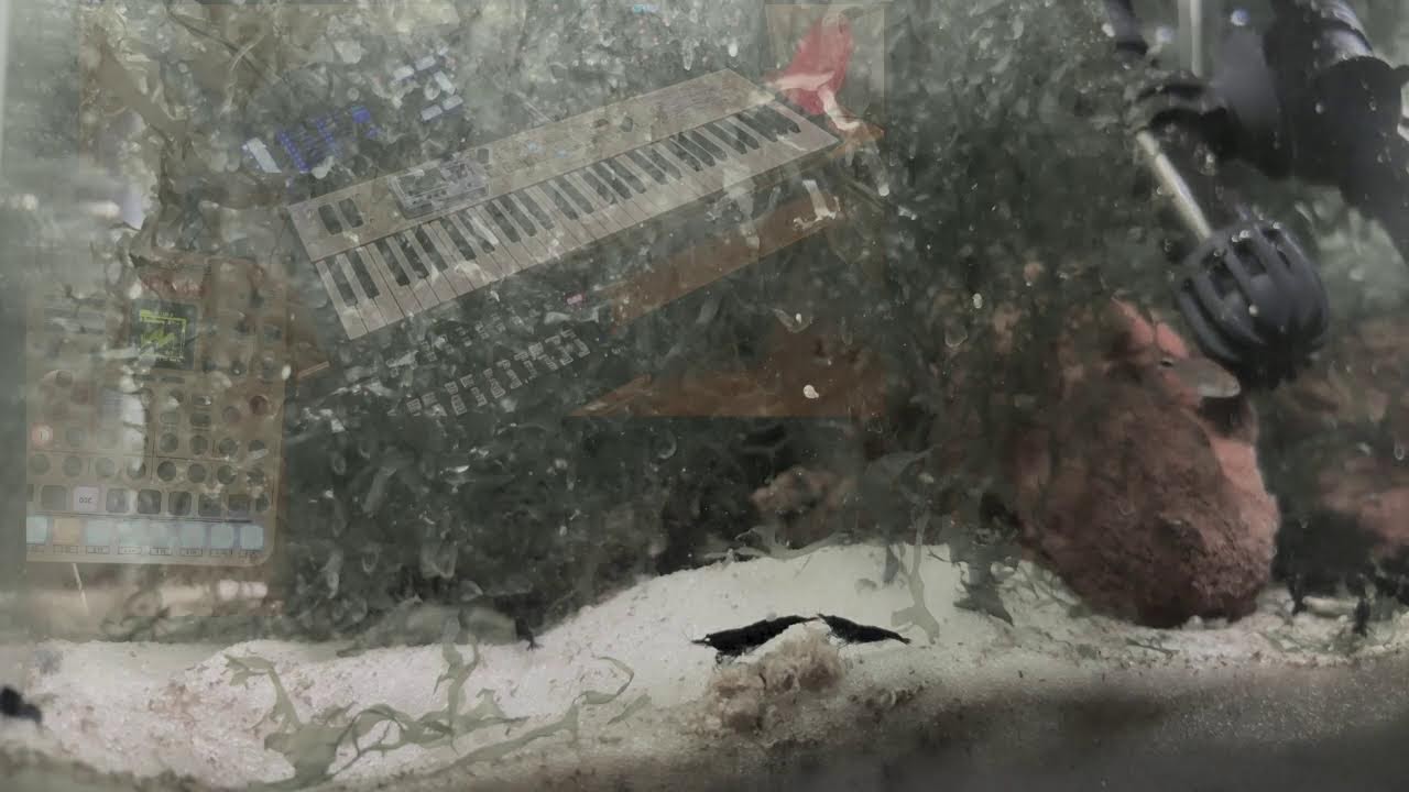 Shrimp Wave with Harmonic Sonics: