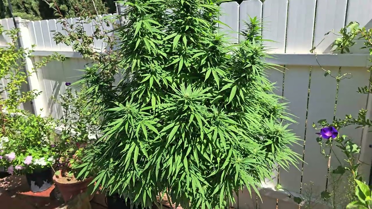 2025 CANNABIS GROW - MOTHER PUCKER X GELATTO #33 - FLOWER WEEK 3