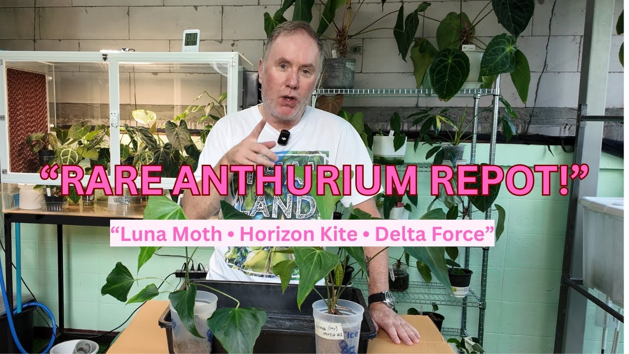 Repotting My Rare Anthuriums | Luna Moth, Horizon Kite & Delta Force Care Tips.