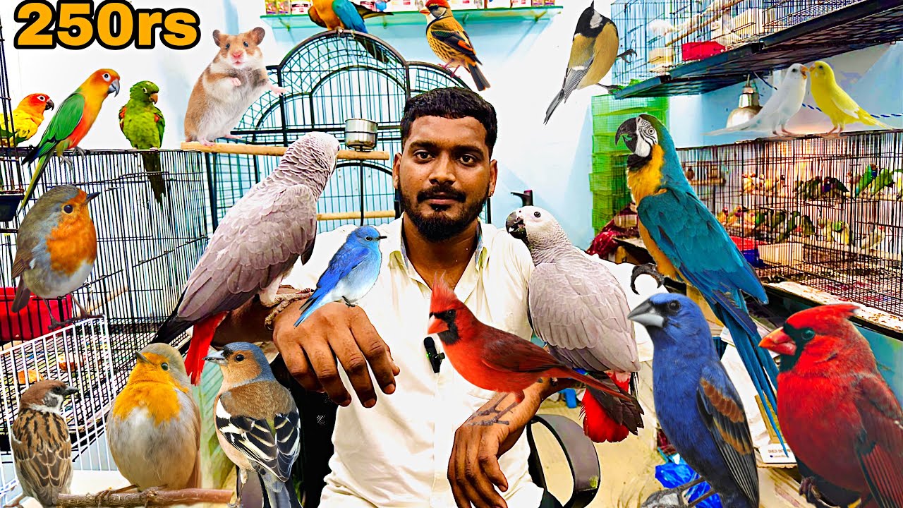 Exotic Birds in Chennai | Asian Biggest Pet Market Kolathur | All Types of Exotic Birds #birds