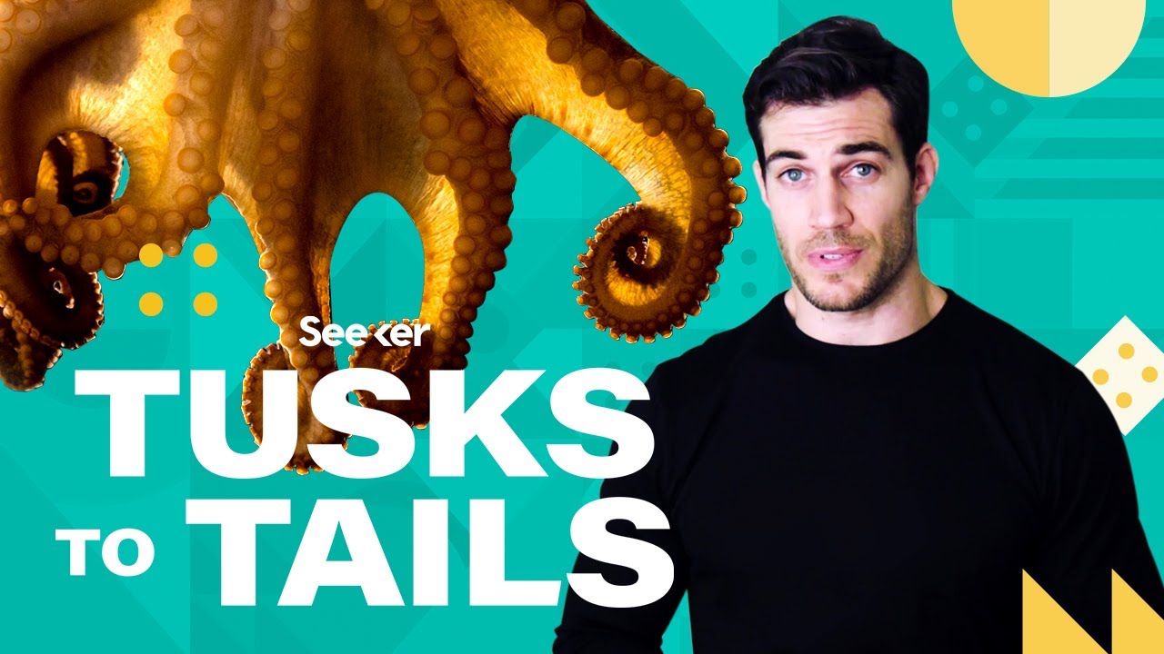 Octopuses Can Smell, Feel, AND Think With Their Arms, Wait What?