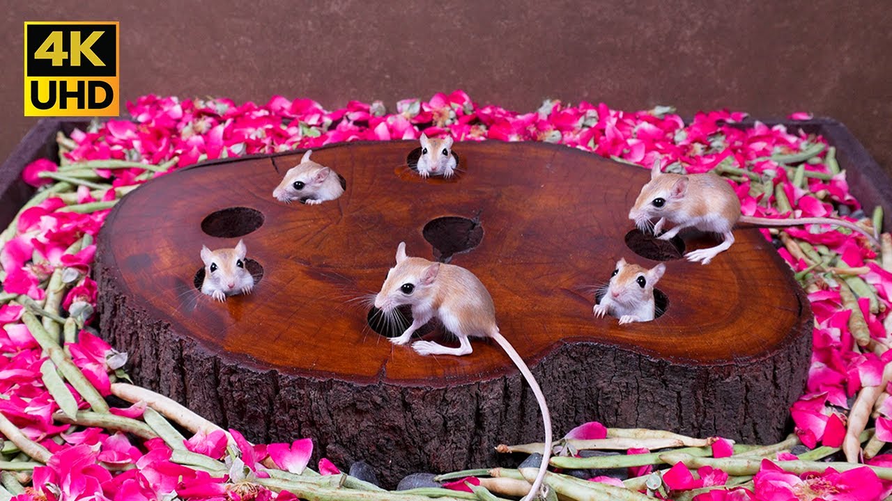 4K Cat TV to Mesmerize Your Cats |  Mice Hide & Seek fun from Tree Stump Holes