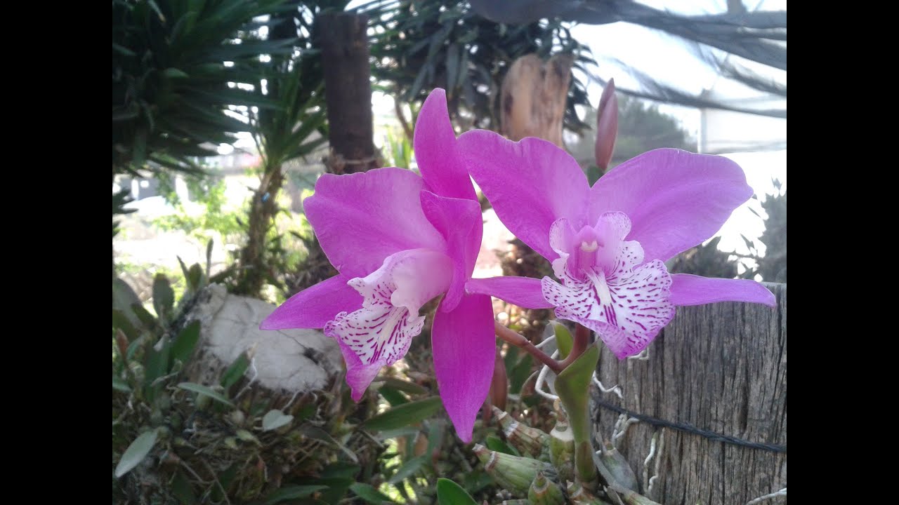 Orquideas  en Belen Tlaxcala Mexico.