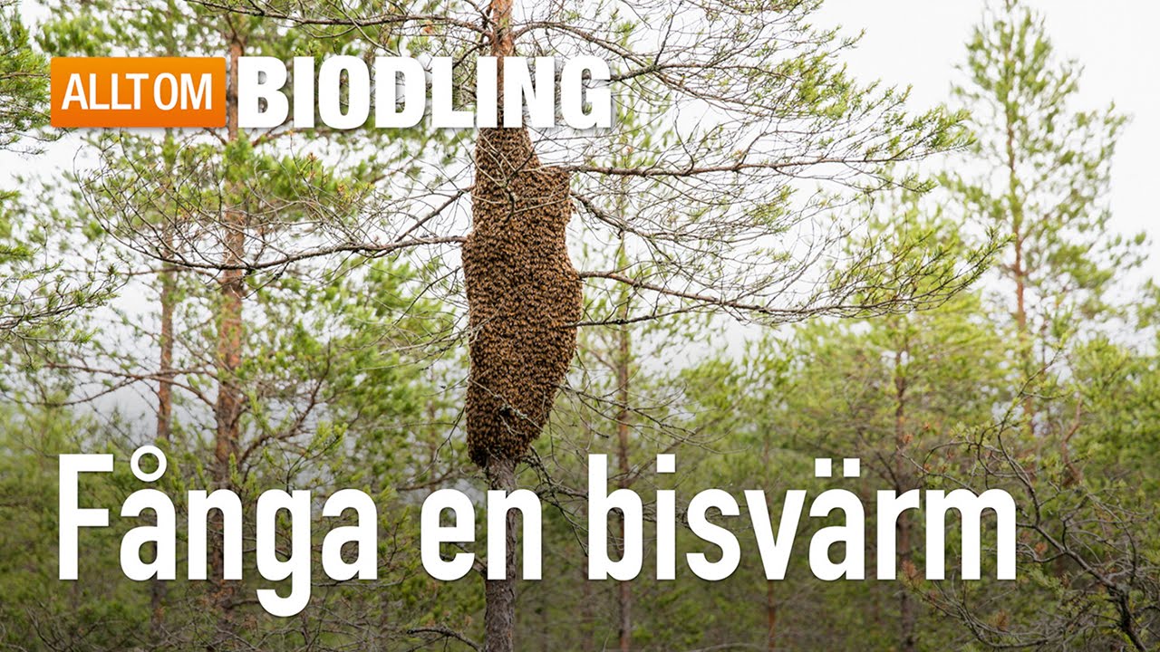 Fånga en bisvärm - Biodling
