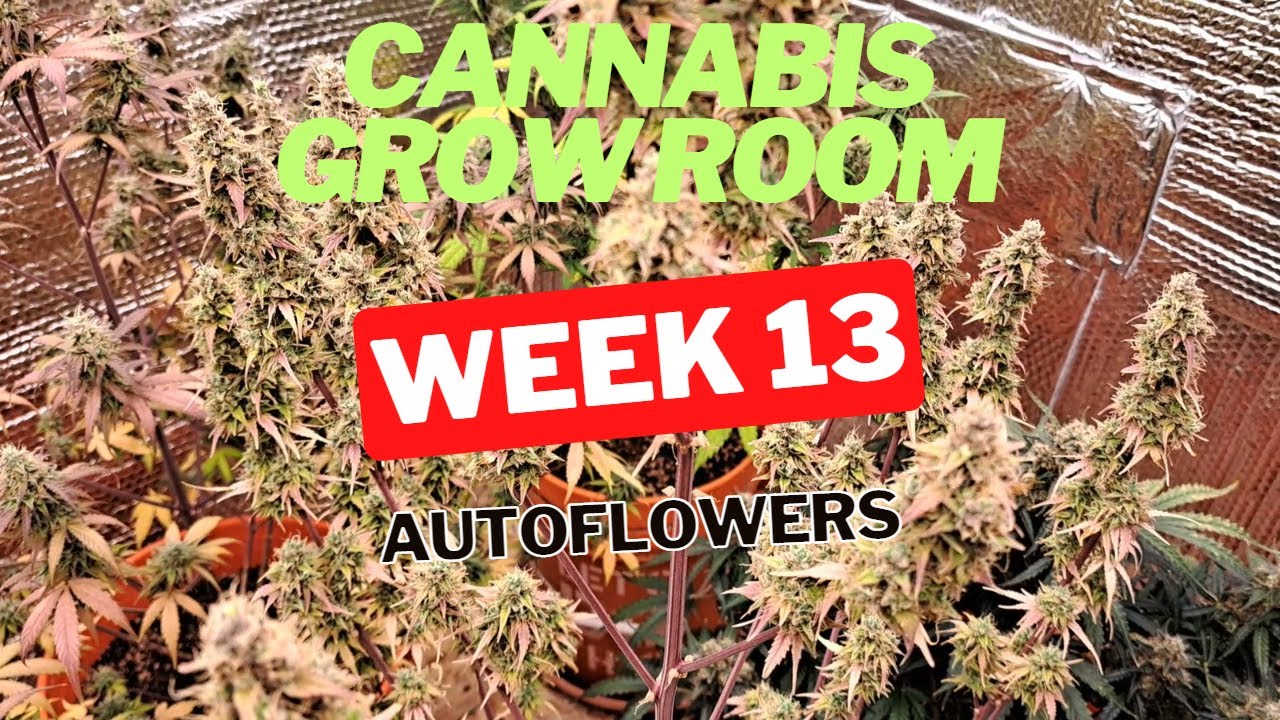 Cannabis Grow Room: Week 13 AutoFlowers Almost Done!!