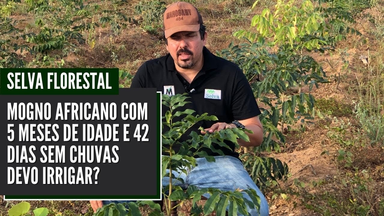 MOGNO AFRICANO COM 5 MESES DE IDADE E 42 DIAS SEM CHUVAS DEVO IRRIGAR?