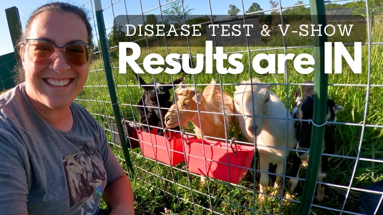 Fall Breeding Plans & Other Goat News (I've Banded Our Herd Sire) | Dairy Goat VLOG