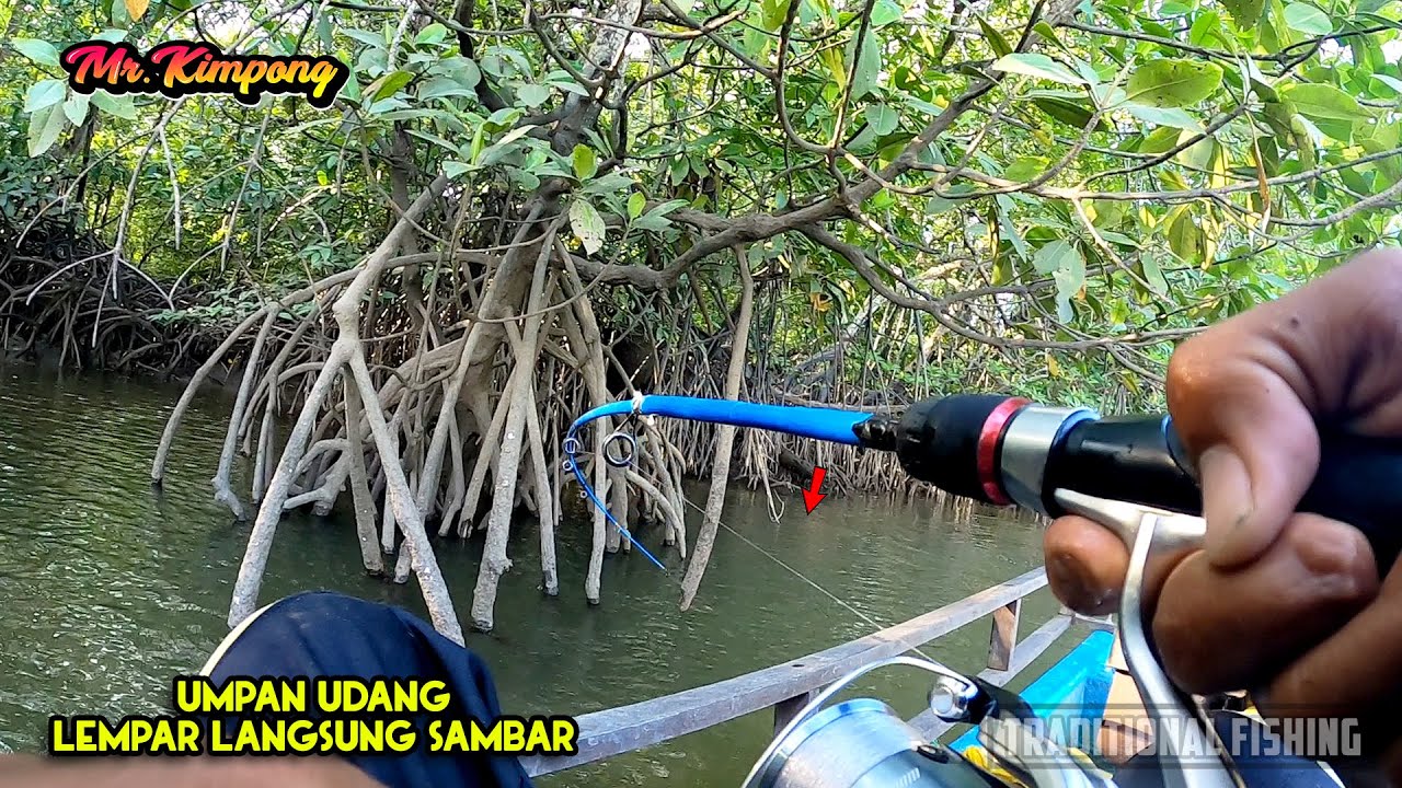 Gak Perlu Lama!! Mancing Ikan Yang Disepelekan Di Sela Akar Bakau