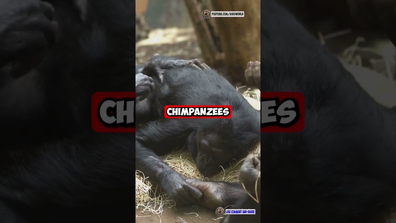 Why Chimpanzees Are the Smartest Animals in the World!