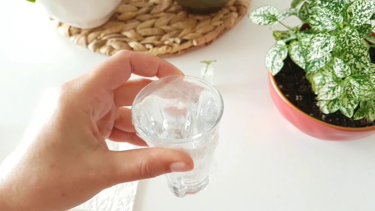 Hypoestes Çoğaltma, Çilli Yaprak Güzeli Budama, Fitonya Çoğaltma,Fitonya Budama, Fitonya Köklendirme