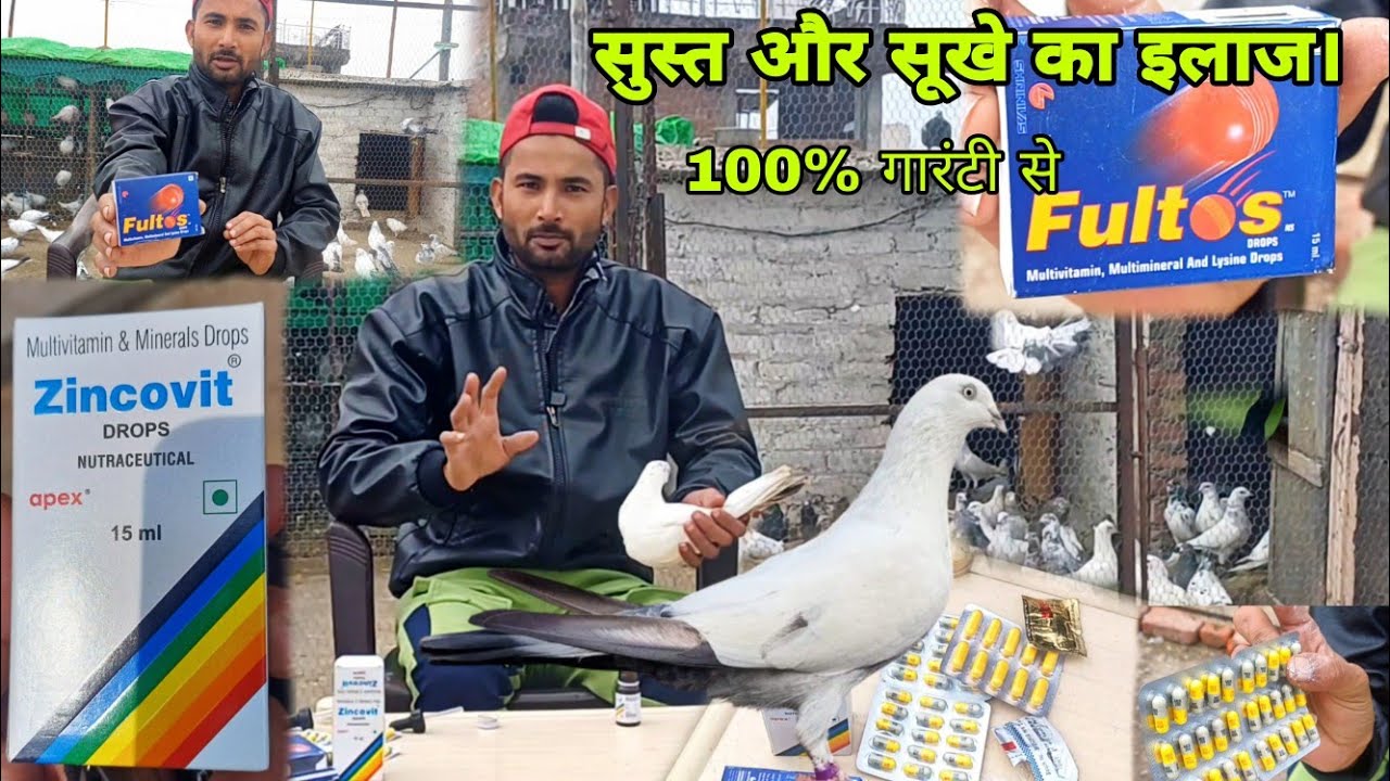 सुस्त कबूतर और सुखे का गारंटी से इलाज sust or Sukhe ka pattern  ijal || #youtube #viral #trending