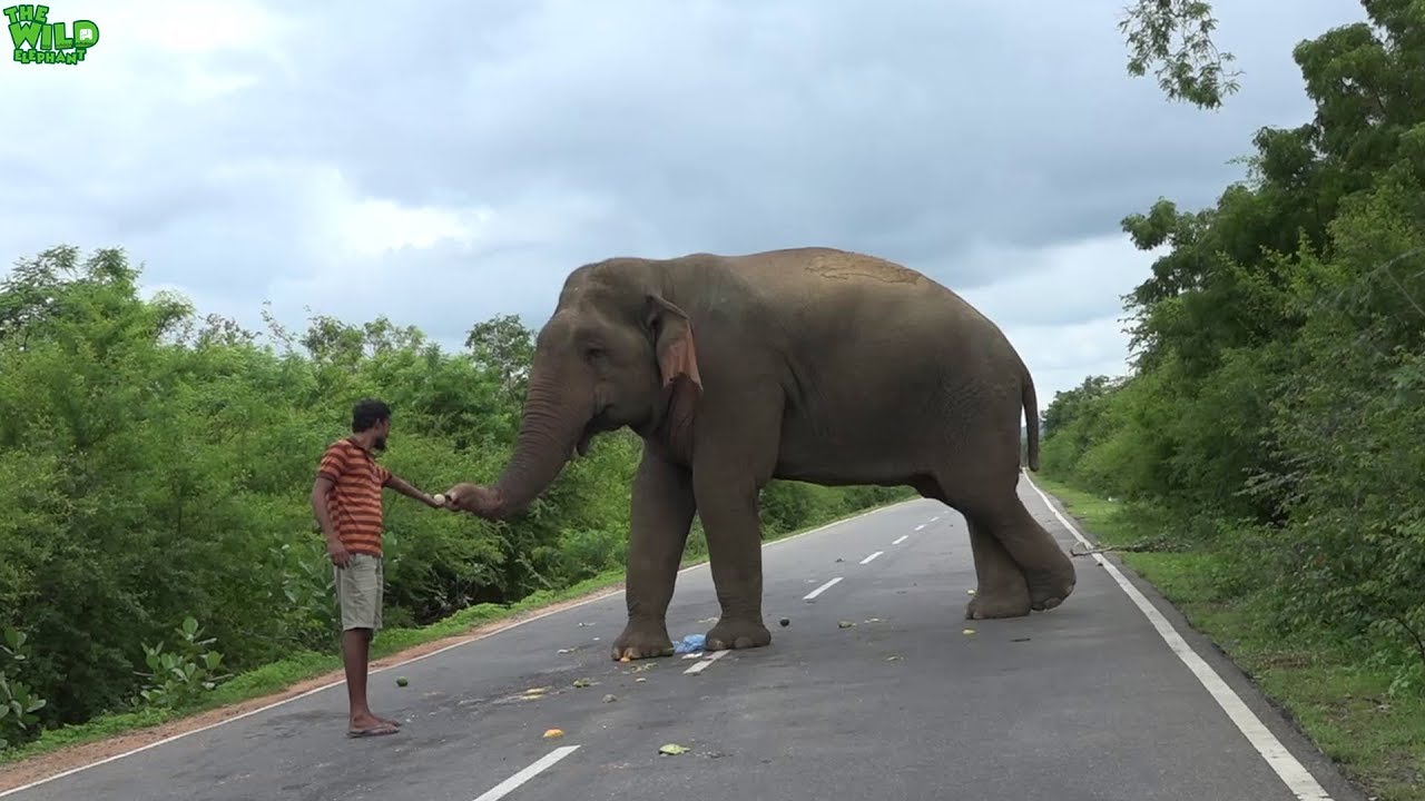 Hungry elephant wants everyone to feed him to pass the road