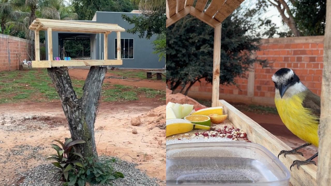 COMO ATRAIR PÁSSAROS todos os dias no quintal de casa alimentador para pássaros.
