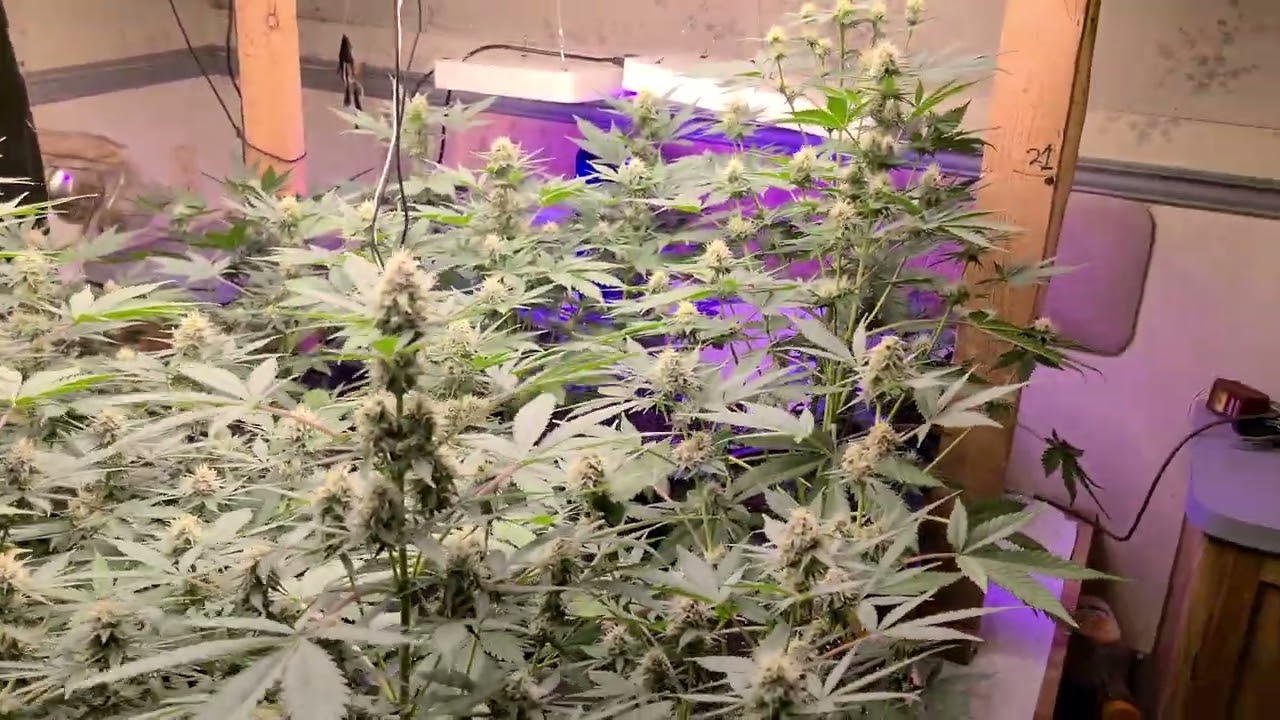 Start Of Week 8, Autoflowers from Jordan oF The Islands, ZeZe Chem and Lato 649