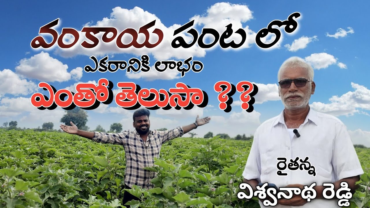 వంకాయ పంటలో ఎకరానికి దిగుబడి ఎంతో తెలుసా?? #vlogs #agriculture  #forming #eggplant #eggplantrecipe