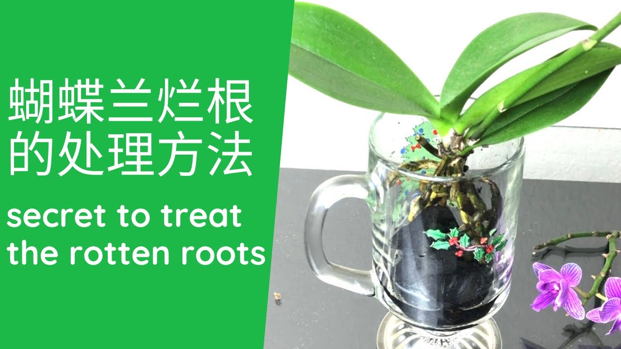 01/04/2022蝴蝶兰烂根怎么办？一个简单快速恢复健康的方法 Rotten roots? Here’s a secret to treat it.