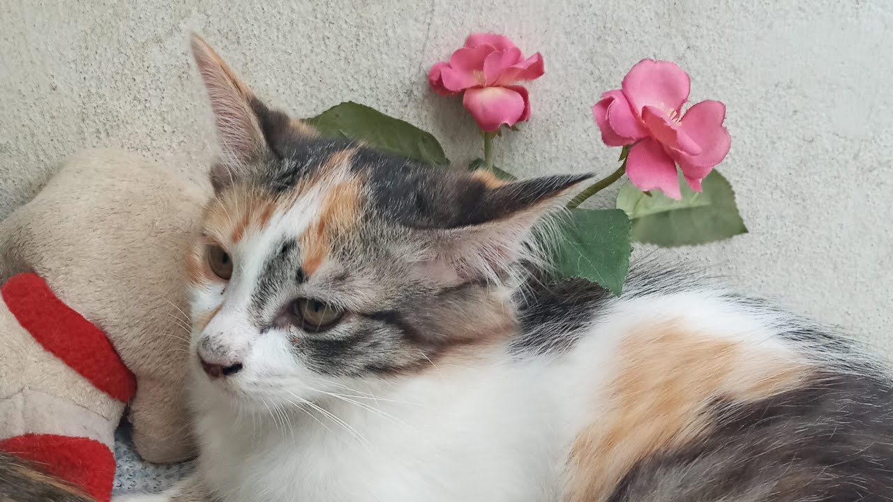 Time Machine Cats !!!! Longest Daily Cat's Story